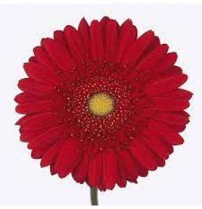 ΖΕΡΜΒΕΡΑ ΚΟΚΚΙΝΗ εισαγ. GERBERA GR CARAMBOLE 